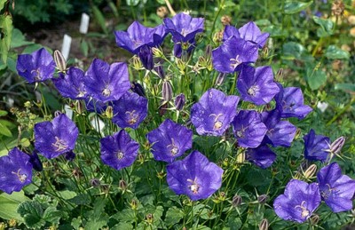 Carpathian Bellflower