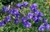 Carpathian Bellflower thumbnail