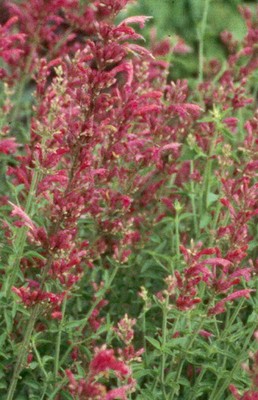 Hyssop