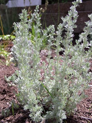 Pasture Sage