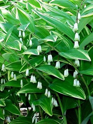 Variegated Solomon's Seal