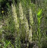 Junegrass