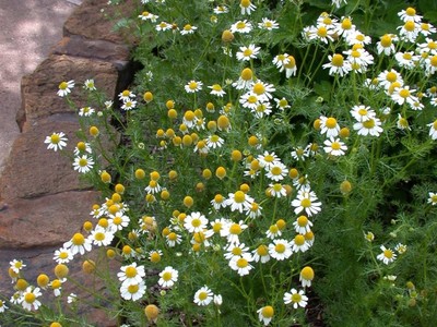 Roman Chamomile