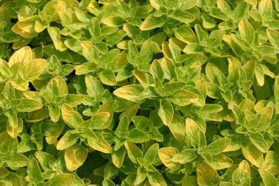 Golden Oregano