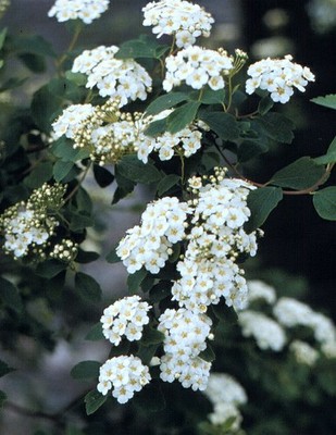 Bridal Wreath Spirea