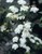 Bridal Wreath Spirea thumbnail