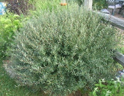 Dwarf Arctic Willow