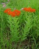 Butterfly Weed