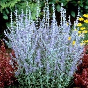 Dwarf Russian Sage