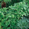 Variegated Solomon's Seal