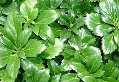 Japanese Spurge