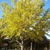 Maidenhair Tree