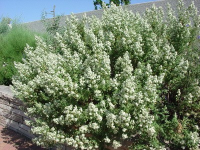 Fernbush