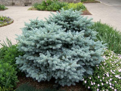 Globe Blue Spruce