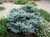 Globe Blue Spruce thumbnail