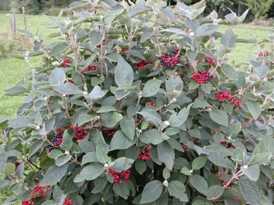 Mohican Wayfaring Tree