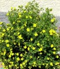 Potentilla, Shrubby Cinquefoil