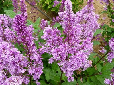 Preston Lilac