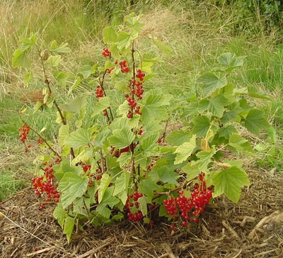 Red Currant