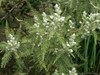 Fernbush