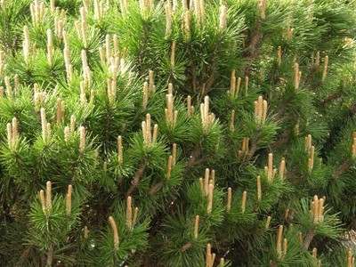 Mugo Pine