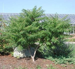 Staghorn Sumac