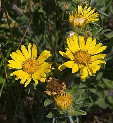 Golden Aster