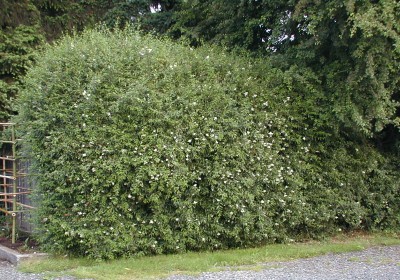 European Privet