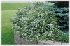 Potentilla, Shrubby Cinquefoil