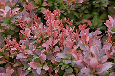 Royal Burgundy Barberry