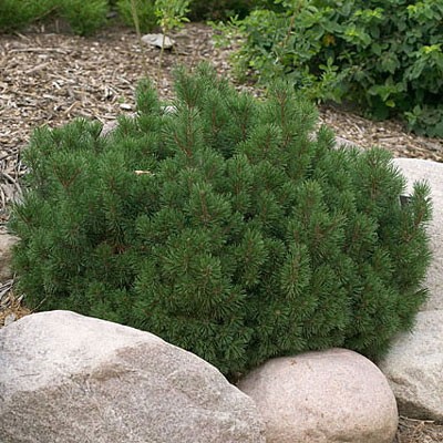 Slowmound Mugo Pine