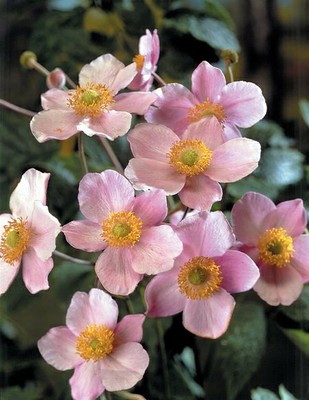 Japanese Anemone