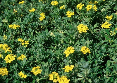 Mountain Alyssum