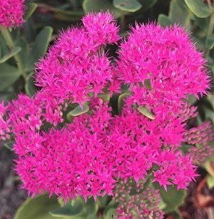 Neon Tall Stonecrop