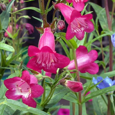 Penstemon, Beardtongue