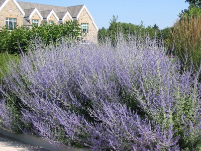 Russian Sage