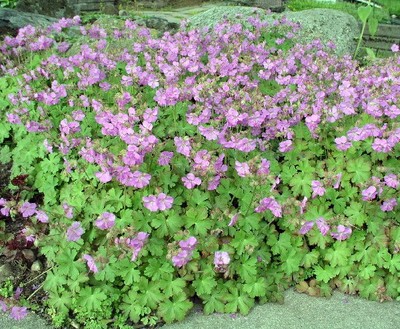 Cambridge Cranesbill