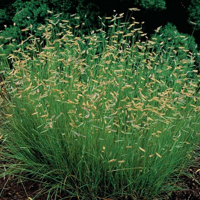 Mosquito Grass, Blue Gramma