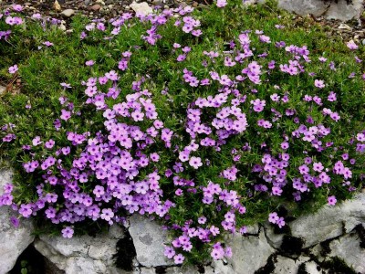 Moss Phlox