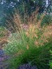 Prairie Dropseed