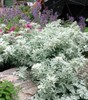 Silver Brocade Artemisia