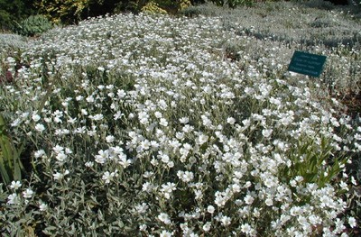 Snow in Summer