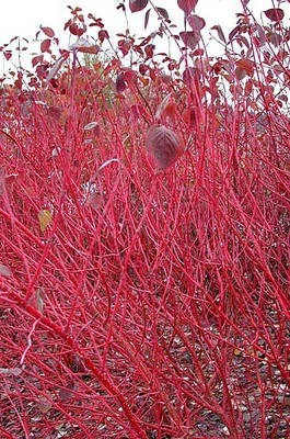 Red Osier Dogwood