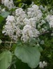 Red Stemmed Ceanothus