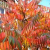 Staghorn Sumac