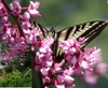 Western Redbud