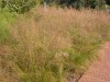 Prairie Dropseed