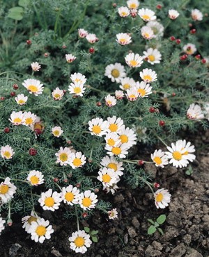 Mt. Atlas Daisy