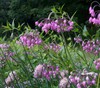 Nodding Onion