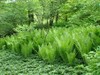 Ostrich Fern